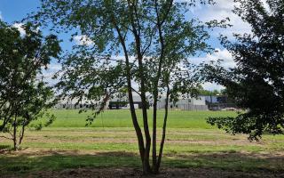 Ulmus laevis 900-1000 meerstammig