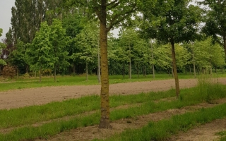 Acer campestre hoogstam