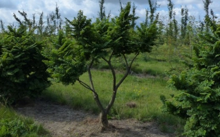 Ulmus minor 'Jacqueline Hillier' meerstam