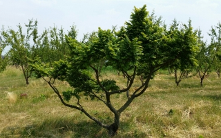 Ulmus minor Jacqueline Hillier solitair 175-200