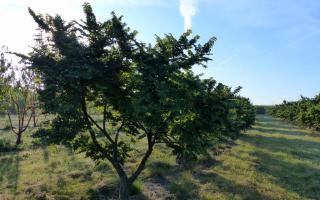 Ulmus minor 'Jacqueline Hillier' 200-250 meerstammig