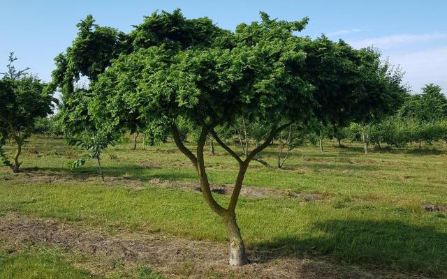 Ulmus minor 'Jacqueline Hillier'