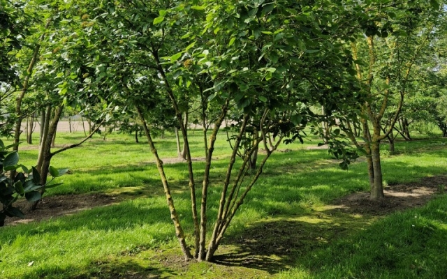 Viburnum lantana
