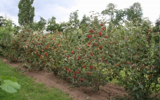 Viburnum lantana solitaire struik 200-250 