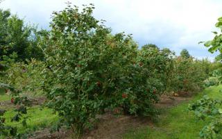 Viburnum lantana solitaire struik 250-300