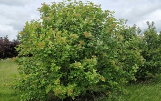 Viburnum opulus (2)