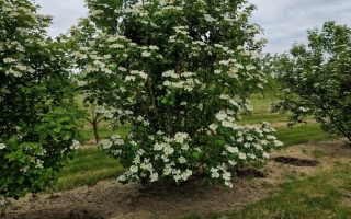 Viburnum opulus