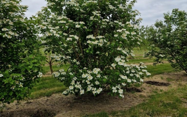 Viburnum opulus