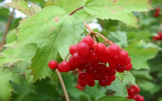 viburnum opulus bessen