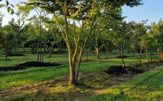 Zelkova serrata (2)