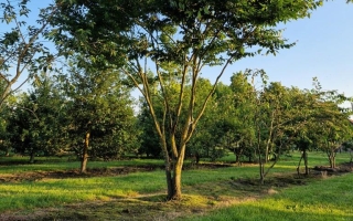 Zelkova serrata (3)
