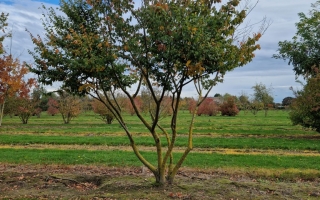 Zelkova serrata