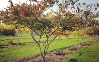 Zelkova serrata meerstammig 300-350