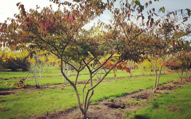 Zelkova serrata