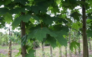 Acer platanoides blad