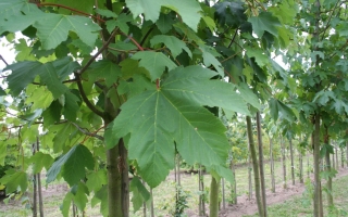 Acer pseudoplatanus