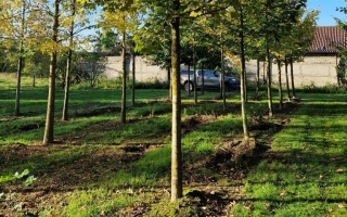 Acer pseudoplatanus 40-45