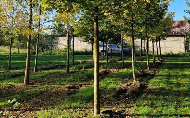 Acer pseudoplatanus