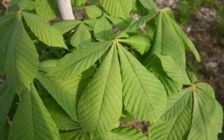 Aesculus hippocastanum