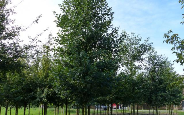 Alnus glutinosa