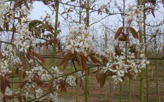 Amelanchier lamarckii bloei