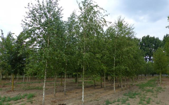 Betula pendula