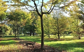 Carpinus betulus 2