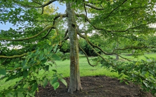 carpinus betulus 5