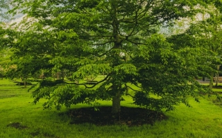 carpinus betulus_DSC5515-HDR