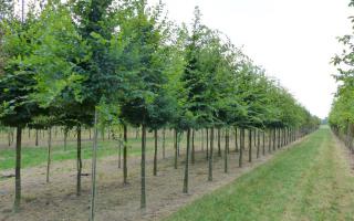 Carpinus betulus 18-20