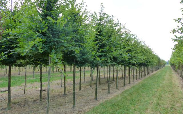 Carpinus betulus 