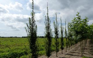 Carpinus betulus 'Fastigiata' 12-14