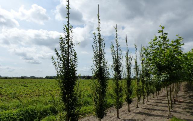 Carpinus betulus 'Fastigiata'