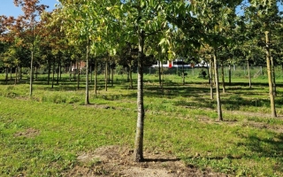 Castanea sativa 35-40
