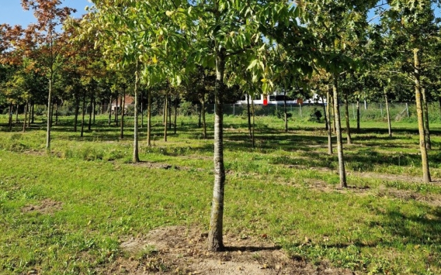 Castanea sativa