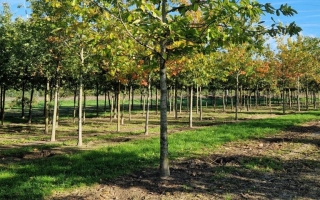 Castanea sativa 40-45
