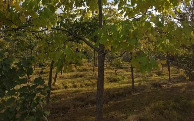 Catalpa bignonioides