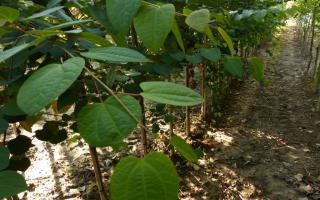 Cercidiphyllum japonicum blad