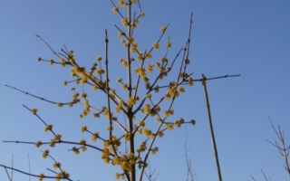 cornus mas 1