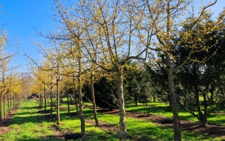 Cornus mas