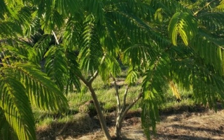 Albizia julibrissin 'Ombrella' meerstammig 175-200