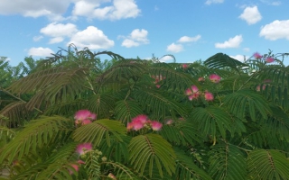 Albizia julibrissin 'Ombrella' bloei