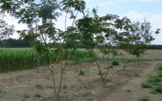 Albizia julibrissin meerstam