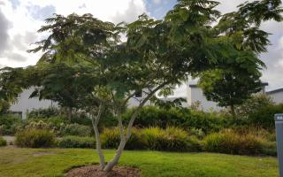 Albizia julibrissin multistem