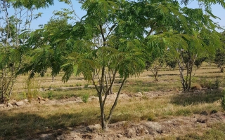 Albizia julibrissin 'Rosea' multistem