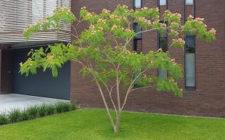 Albizia julibrissin meerstammig 300-350