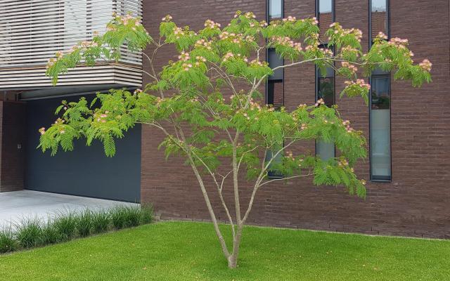 Albizia julibrissin