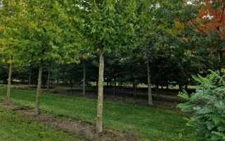 Corylus colurna