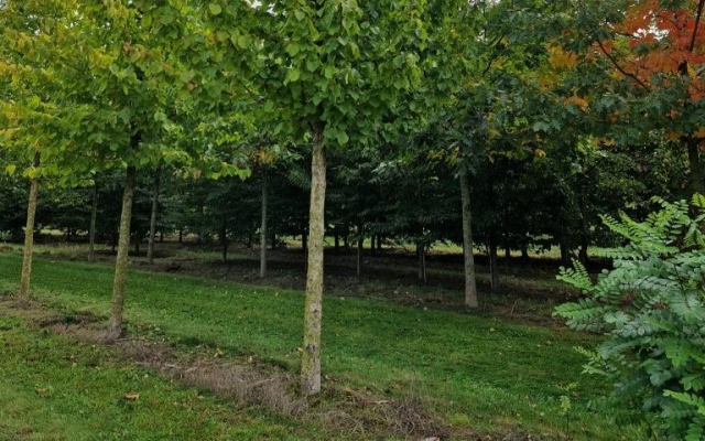 Corylus colurna