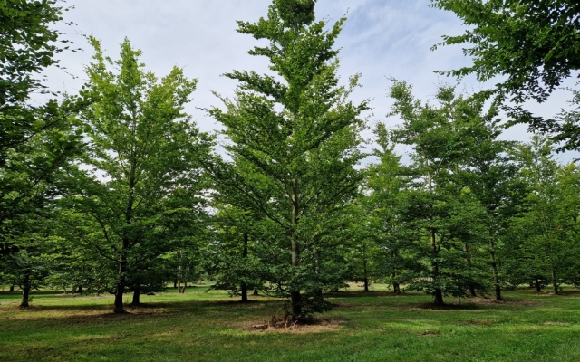 Fagus sylvatica